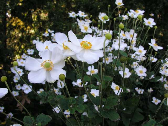 Anemone x hybrida 'Honorine Jobert' — photo 1